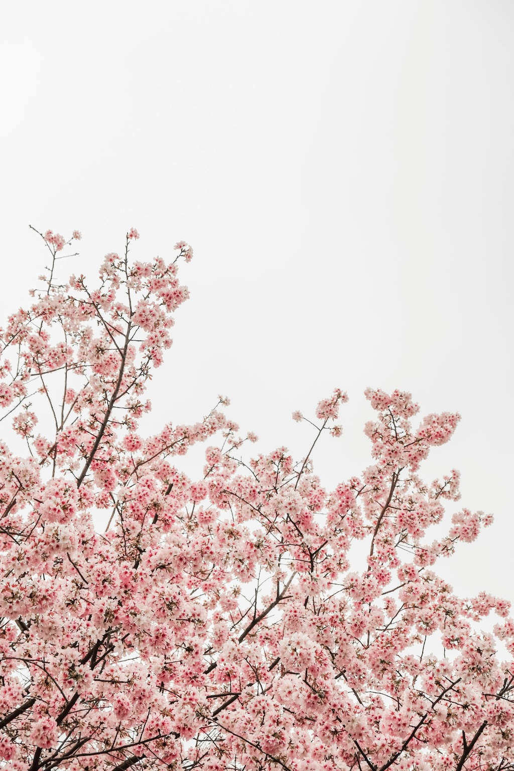 Login Background